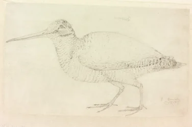 Die Waldschnepfe (Bleistift auf Papier)